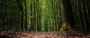 Preview wallpaper forest, foliage, trees, path, autumn