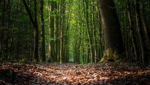 Preview wallpaper forest, foliage, trees, path, autumn