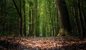 Preview wallpaper forest, foliage, trees, path, autumn