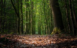 Preview wallpaper forest, foliage, trees, path, autumn