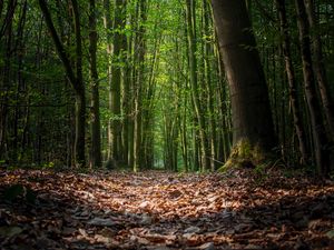Preview wallpaper forest, foliage, trees, path, autumn
