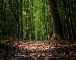 Preview wallpaper forest, foliage, trees, path, autumn