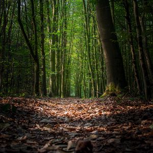 Preview wallpaper forest, foliage, trees, path, autumn