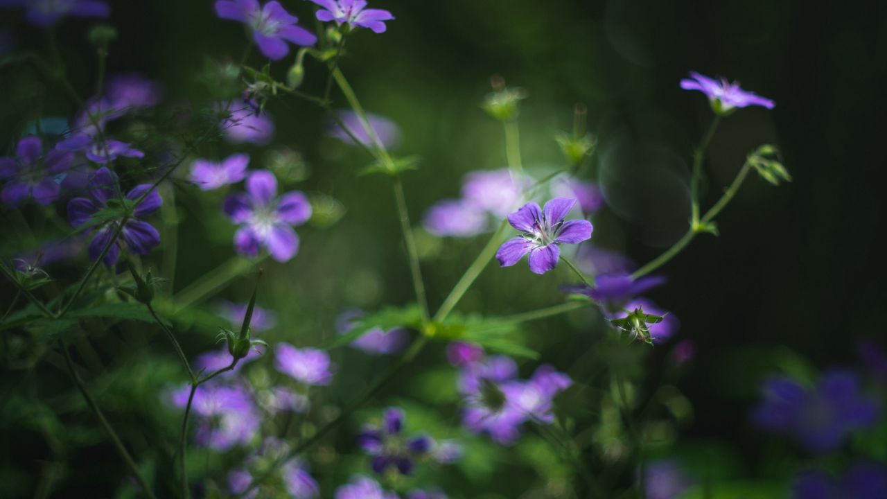 Wallpaper forest geranium, flowers, blur