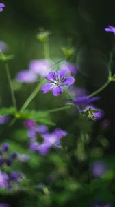 Preview wallpaper forest geranium, flowers, blur