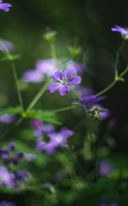 Preview wallpaper forest geranium, flowers, blur