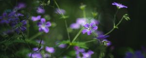 Preview wallpaper forest geranium, flowers, blur