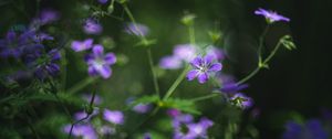 Preview wallpaper forest geranium, flowers, blur