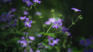 Preview wallpaper forest geranium, flowers, blur