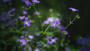 Preview wallpaper forest geranium, flowers, blur