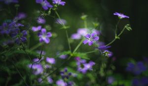 Preview wallpaper forest geranium, flowers, blur