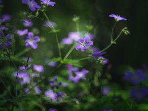 Preview wallpaper forest geranium, flowers, blur