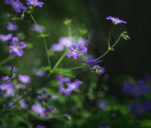 Preview wallpaper forest geranium, flowers, blur