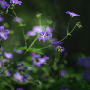 Preview wallpaper forest geranium, flowers, blur