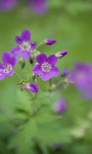 Preview wallpaper forest geranium, flowers, petals, blur