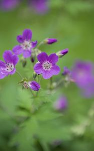 Preview wallpaper forest geranium, flowers, petals, blur