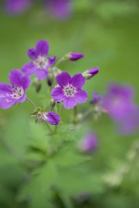 Preview wallpaper forest geranium, flowers, petals, blur