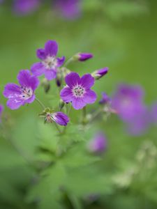 Preview wallpaper forest geranium, flowers, petals, blur