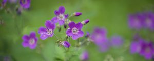 Preview wallpaper forest geranium, flowers, petals, blur