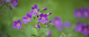 Preview wallpaper forest geranium, flowers, petals, blur