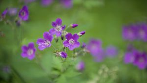 Preview wallpaper forest geranium, flowers, petals, blur