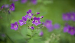 Preview wallpaper forest geranium, flowers, petals, blur