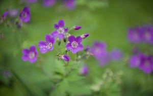 Preview wallpaper forest geranium, flowers, petals, blur