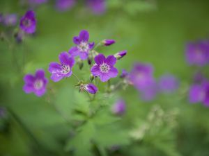 Preview wallpaper forest geranium, flowers, petals, blur