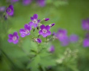 Preview wallpaper forest geranium, flowers, petals, blur