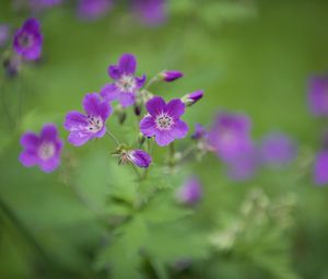 Preview wallpaper forest geranium, flowers, petals, blur