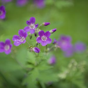 Preview wallpaper forest geranium, flowers, petals, blur