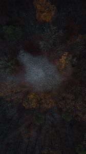 Preview wallpaper forest, glade, trees, aerial view