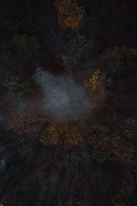 Preview wallpaper forest, glade, trees, aerial view