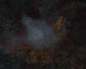 Preview wallpaper forest, glade, trees, aerial view
