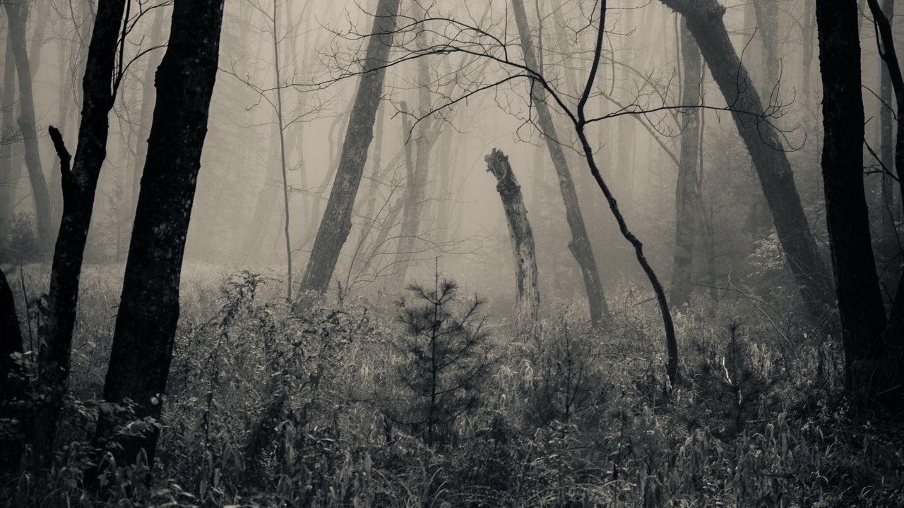 Wallpaper forest, grass, bw