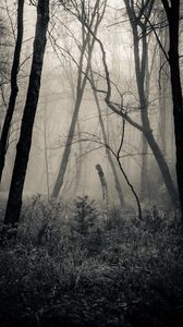 Preview wallpaper forest, grass, bw