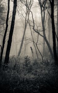 Preview wallpaper forest, grass, bw