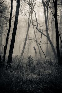 Preview wallpaper forest, grass, bw