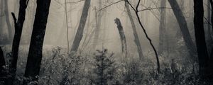 Preview wallpaper forest, grass, bw