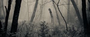 Preview wallpaper forest, grass, bw