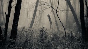 Preview wallpaper forest, grass, bw