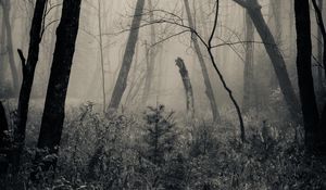 Preview wallpaper forest, grass, bw