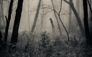 Preview wallpaper forest, grass, bw