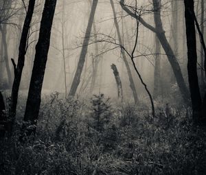 Preview wallpaper forest, grass, bw