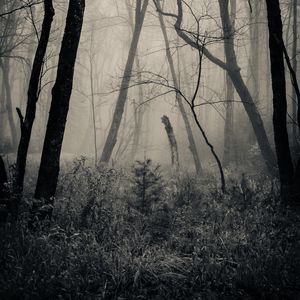 Preview wallpaper forest, grass, bw