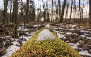 Preview wallpaper forest, grass, moss, snow, spring