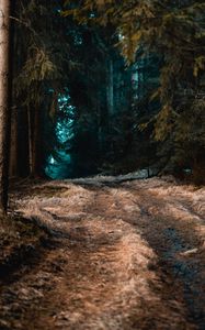 Preview wallpaper forest, grass, path, fog, trees, autumn