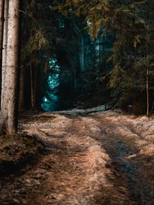 Preview wallpaper forest, grass, path, fog, trees, autumn