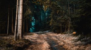 Preview wallpaper forest, grass, path, fog, trees, autumn