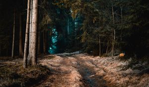 Preview wallpaper forest, grass, path, fog, trees, autumn